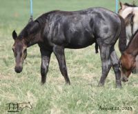Wyo Blue Dragoon's 2023 Blue Roan Stallion